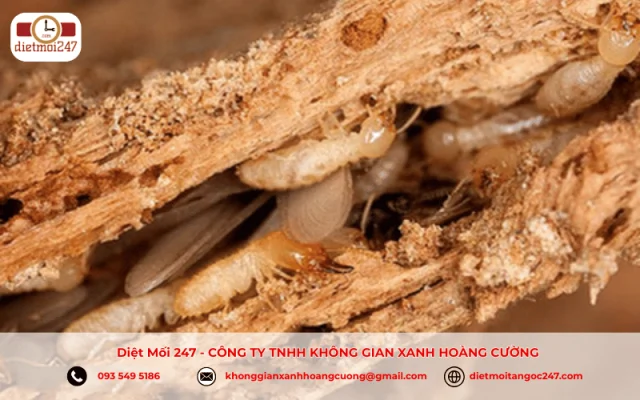 Mối Ăn Gì? 
