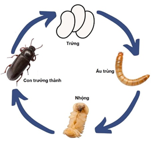 Hình ảnh vòng tuần hoàn của con mối