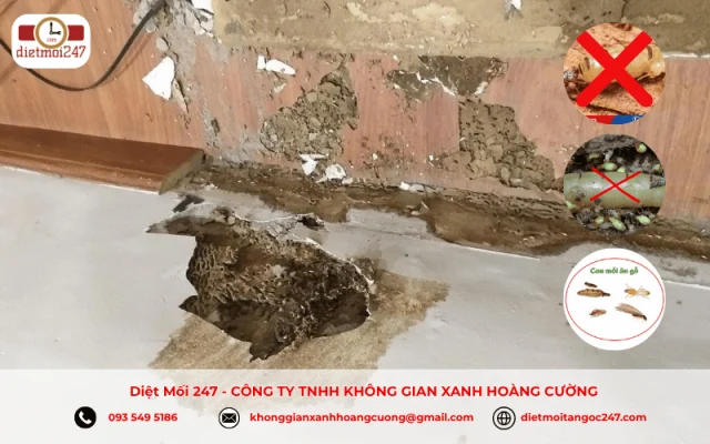 Dịch Vụ Diệt Mối Tận Nhà Tại Hồ Chí Minh
