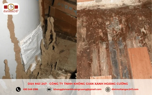 Dịch Vụ Diệt Mối Tận Nhà TP. Hồ Chí Minh