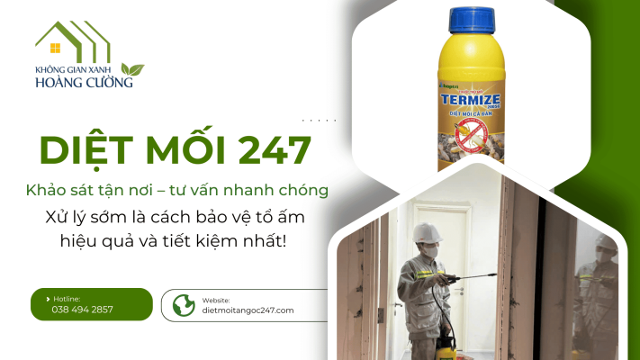 Dịch Vụ Diệt Mối Giá Rẻ Quy Nhơn – Giải Pháp An Toàn, Tiết Kiệm Cho Mọi Gia Đình